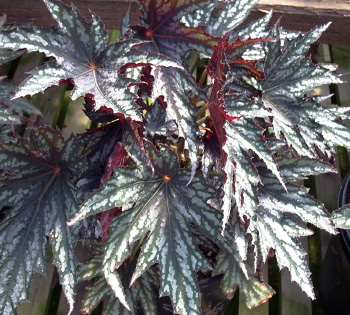 B. ‘Elaine Baxter’